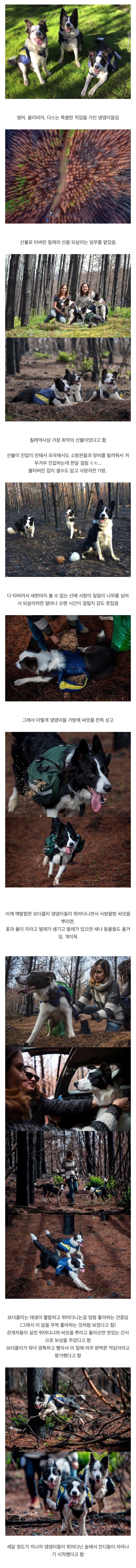 불타버린 산을 되살리는 댕댕이들[23]